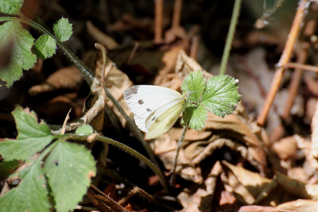 Pieris napi? S